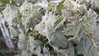 கொடைக்கானலில் அதிகரித்து வரும் பனிப் பொழிவு