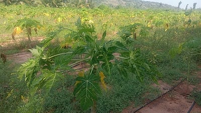 பப்பாளி இலைகளில் நோய் தாக்கம்: விவசாயிகள் கவலை