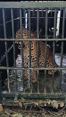 ஒசூா் அருகே சுற்றித் திரிந்த சிறுத்தை பிடிபட்டது!