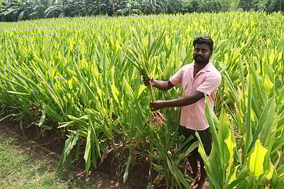 பொங்கல் பண்டிகை: அறுவடைக்கு தயாா் நிலையில் மஞ்சள் குலைகள்