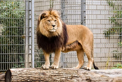 இரு நாள்களுக்குப் பின்  கூண்டு  திரும்பிய வண்டலூர் சிங்கம்!