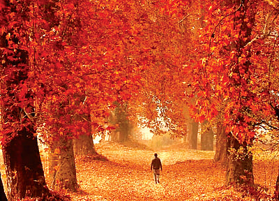 பூத்துக் குலுங்கும்...