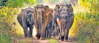 2024: தமிழ்நாட்டில் 123 யானைகள் உயிரிழப்பு