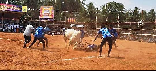 ரெகுநாதபட்டியில் வடமாடு மஞ்சுவிரட்டுப் போட்டி