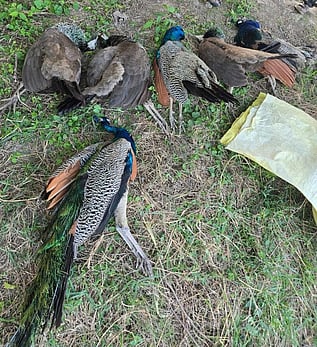 எலி மருந்தை தின்ற 5 மயில்கள் உயிரிழப்பு