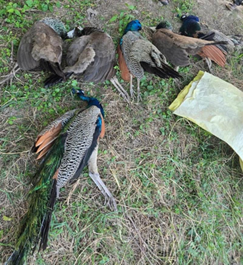About 40 peacocks have died due to the H5N1 virus in Tumkur district