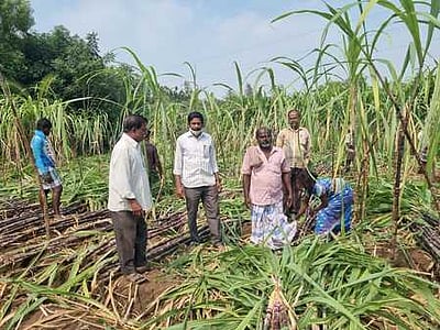 கூட்டுறவு அதிகாரிகள் கரும்பு கொள்முதல்