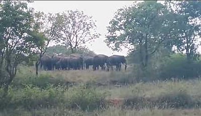 தாளவாடி பகுதியில் முகாமிட்டுள்ள யானைகளால் பொதுமக்கள் அச்சம்