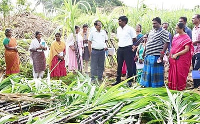 பொங்கல் பரிசுத் தொகுப்புக்கு 8.34 லட்சம் கரும்புகள் அனுப்பும் பணி தொடக்கம்