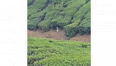 நெல்லியம்பதி பகுதியில் புலி நடமாட்டம்: பொதுமக்கள் அச்சம்