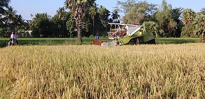 நெல் அறுவடை இயந்திர வாடகை அதிகரிப்பு: விவசாயிகள் தவிப்பு