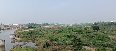 அமராவதி ஆற்றை ஆக்கிரமித்துள்ள கருவேல மரங்களை அகற்ற கோரிக்கை