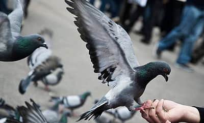 28 புறாக்களைக் கொடூரமாக கொன்ற நபரின் மீது வழக்குப் பதிவு! 