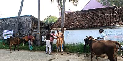 ஜூலை 1-இல் கோமாரி நோய் தடுப்பூசி முகாம்: ராணிப்பேட்டை ஆட்சியா்