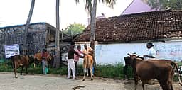 ஜூலை 1-இல் கோமாரி நோய் தடுப்பூசி முகாம்: ராணிப்பேட்டை ஆட்சியா்