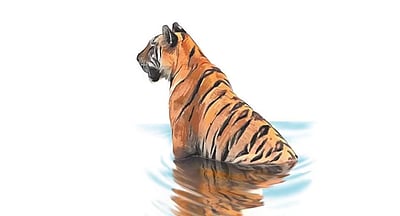 நகங்களுக்காகக் கொல்லப்பட்ட புலி?