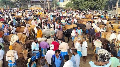சட்டப்பேரவைத் தோ்தல்: ஈரோடு சந்தையில் மாடுகள் விற்பனை சரிவு