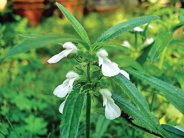 தும்பையின் மருத்துவக் குணம்...