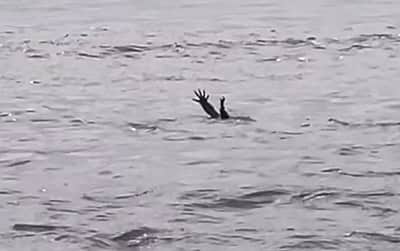 மனிதர்களை இழுக்க மூழ்குவதுபோல் நடிக்கும் முதலைகள்? விடியோ வைரல்!