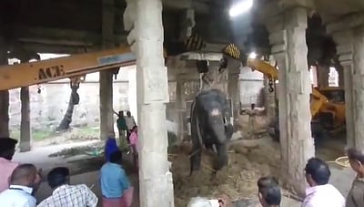 நெல்லையப்பர் கோயில் யானை உயிரிழப்பு!