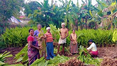 பண்ருட்டி பகுதியில் மஞ்சள் அறுவடை தீவிரம்