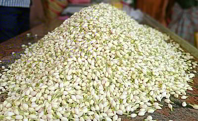 பொங்கல் பண்டிகை: குண்டு மல்லி கிலோ ரூ. 3,800-க்கு ஏலம்