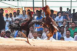 தமிழகத்தில் சேவல் சண்டைக்கு தடை விதிக்கவில்லை: டிஜிபி அறிக்கை தாக்கல்
