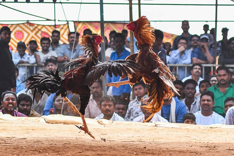 Rooster fights