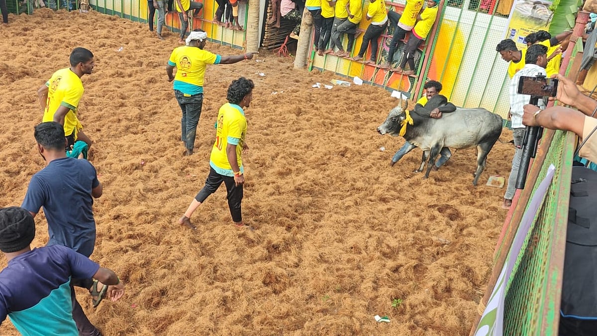 ஜல்லிக்கட்டு