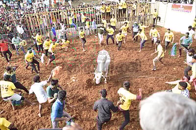 கரூர் ஆர்.டி.மலை ஜல்லிக்கட்டு: அமைச்சர் செந்தில் பாலாஜி தொடங்கி வைத்தார்!