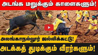 மதுரை அலங்காநல்லூர் ஜல்லிக்கட்டு! அடங்க மறுக்கும் காளைகளும்! அடக்கத் துடிக்கும் வீரர்களும்!
