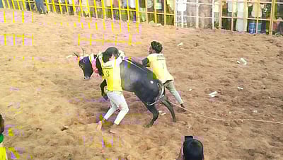 வடமலாப்பூரில் ஜல்லிக்கட்டு: அமைச்சர் மெய்யநாதன் தொடங்கி வைத்தார்! 