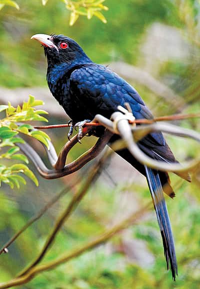 குயில்கள் ஏன் கூடு கட்டுவதில்லை? 