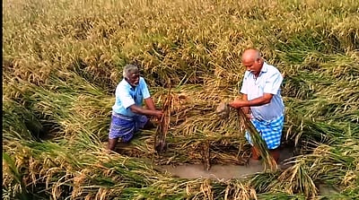 சேதமடைந்த மதகு வழியாக வெளியேறும் நீரால் அறுவடைக்கு தயாரான நெற்பயிா் சேதம்