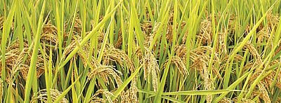 நெல் ஈரப்பத அளவு: ஆய்வு செய்ய மத்திய அரசு குழு தமிழகத்தின் கோரிக்கையை ஏற்று நடவடிக்கை