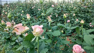 டௌனியா நோய் தாக்கம்: ஒசூரில் ரோஜா மலா் உற்பத்தி பாதிப்பு