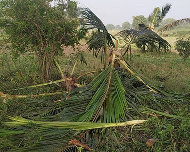 பயிா்களை சேதப்படுத்திய யானைகள்