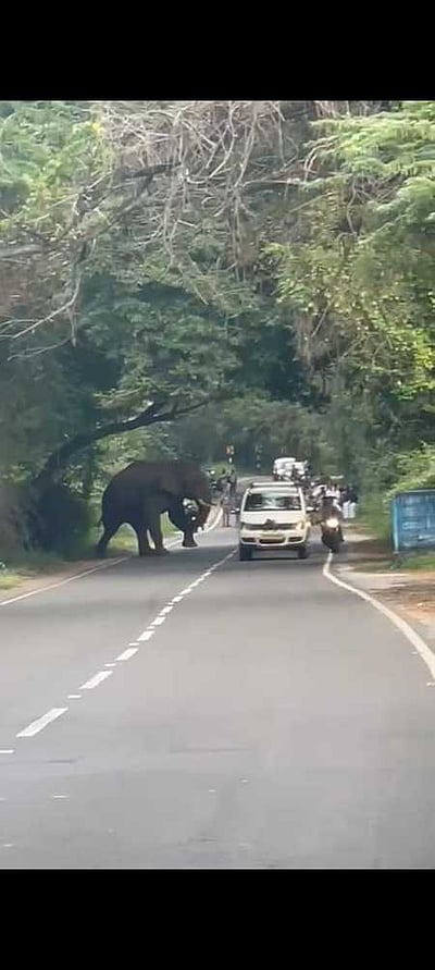 ஆழியாறு பகுதியில் வாகன ஓட்டிகளை அச்சுறுத்தும் ஒற்றை யானை