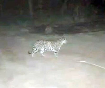 அந்தியூா் அருகே குடியிருப்புப் பகுதியில் நள்ளிரவில் சிறுத்தை நடமாட்டம்