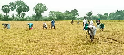 சம்பா அறுவடை பணிகள் தொடங்கியது: மகசூல் குறைவால் விவசாயிகள் கவலை