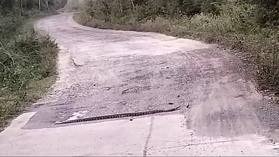 கடும் குளிரால் சாலையில் படுத்துக் கிடக்கும் பாம்புகள்: கவனத்துடன் செல்ல வனத் துறை அறிவுரை