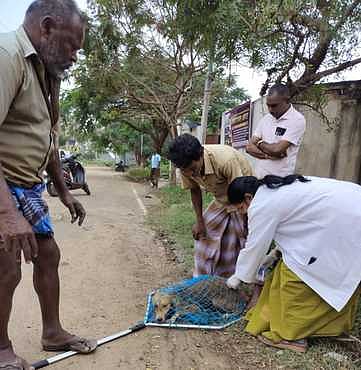 ராஜபாளையத்தில் தெரு நாய்களுக்கு வெறி நோய் தடுப்பூசி