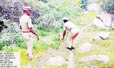 நாய்க்கடி சிகிச்சைக்குப் பின்னா் மான் குட்டி வனத்தில் விடுவிப்பு