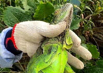 1,20,000 பச்சைப் பேரோந்தி பல்லிகளை கொல்ல தைவான் அரசு திட்டம்! 