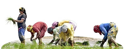 விவசாயிகளுக்கான சில்லறை பணவீக்கம் சரிவு!