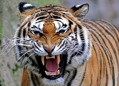 புலி தாக்கியதில் பெண் தொழிலாளி பலி! பிரியங்கா காந்தி இரங்கல்! 
