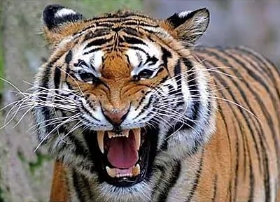 புலி தாக்கியதில் பெண் தொழிலாளி பலி! பிரியங்கா காந்தி இரங்கல்! 