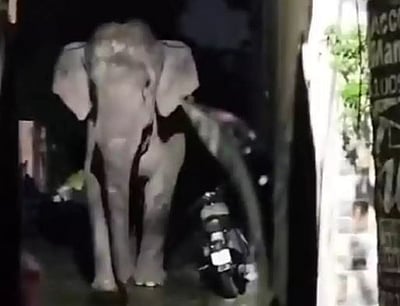 விரட்டப்பட்ட யானை தாக்கியதில் விவசாயி படுகாயம்! 