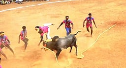 மதகுபட்டியில் வடமாடு மஞ்சுவிரட்டு