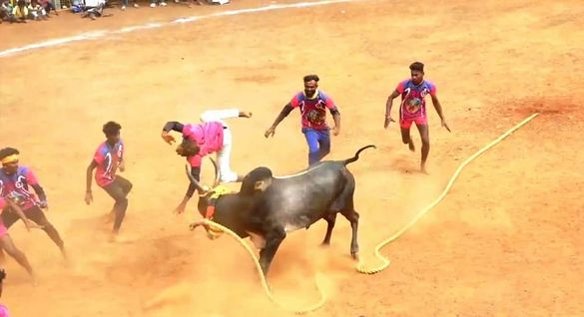 திருவாடானையில் வடமாடு மஞ்சுவிரட்டு